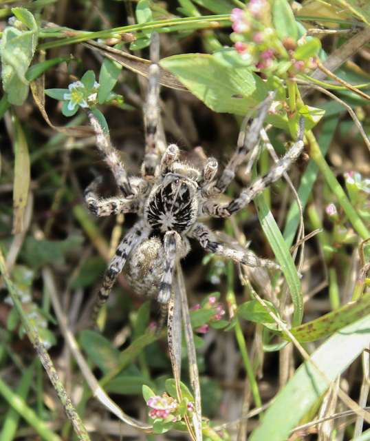 Lycosa singoriensis - szongáriai cselőpók