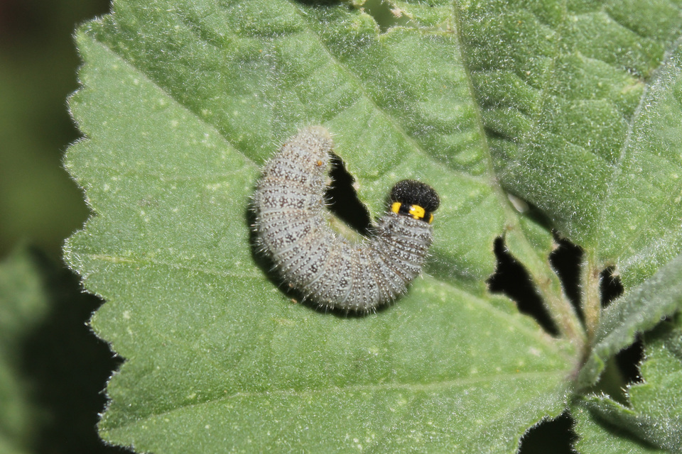 Carcharodus alceae - mályva-busalepke