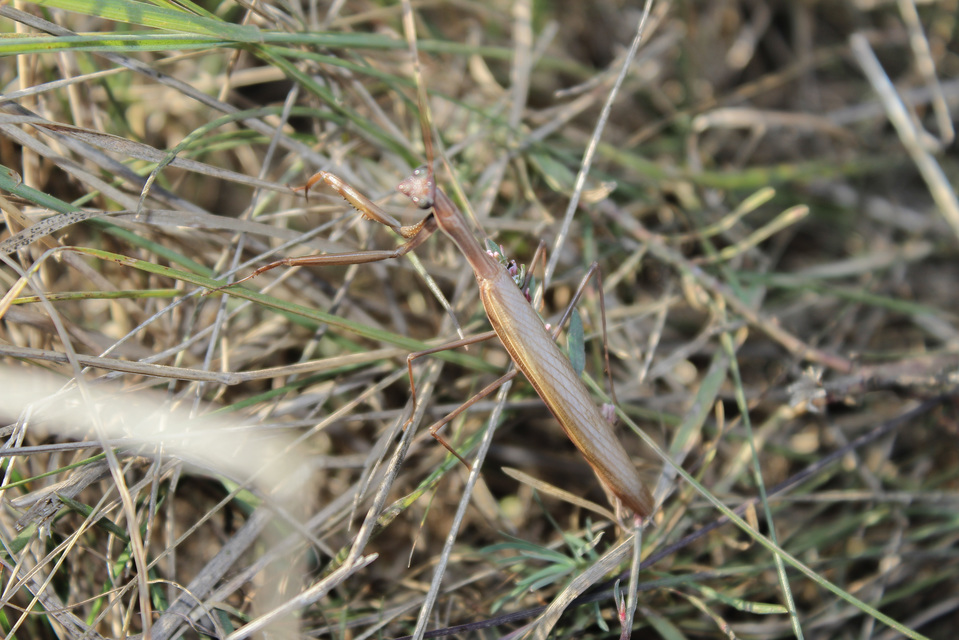 Mantis religiosa - imádkozósáska