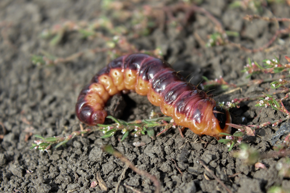 Cossus cossus - fűzfarontólepke