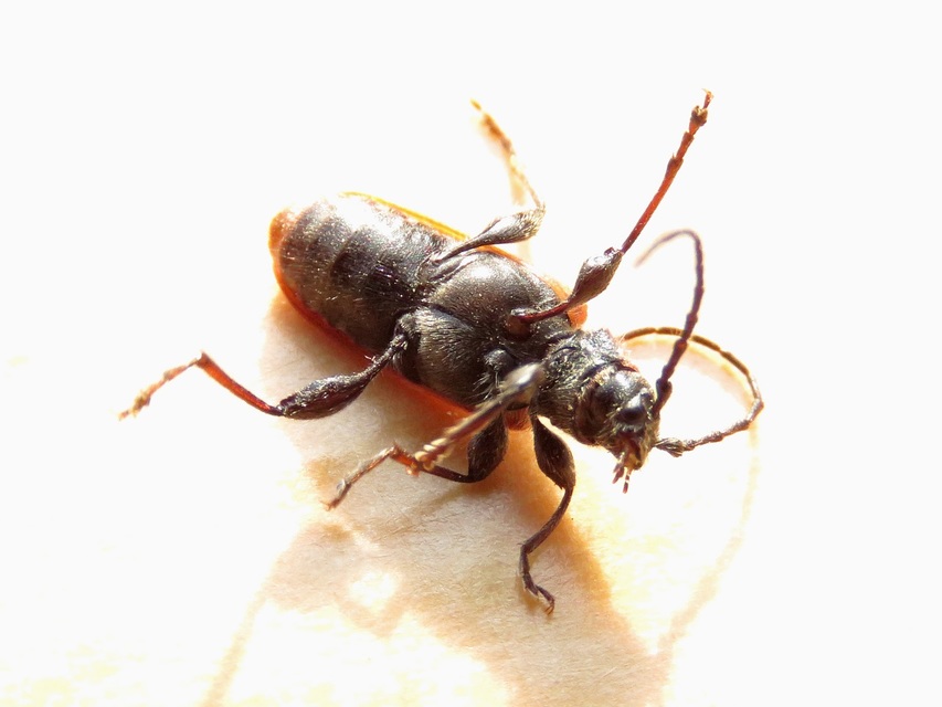 Pyrrhidium sanguineum - tűzpiros facincér