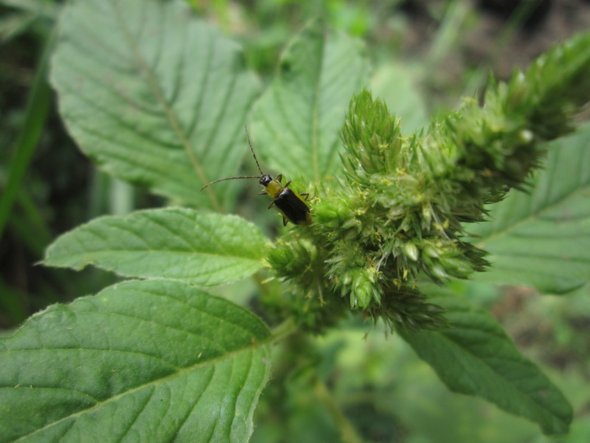 Diabrotica virgifera - amerikai kukoricabogár