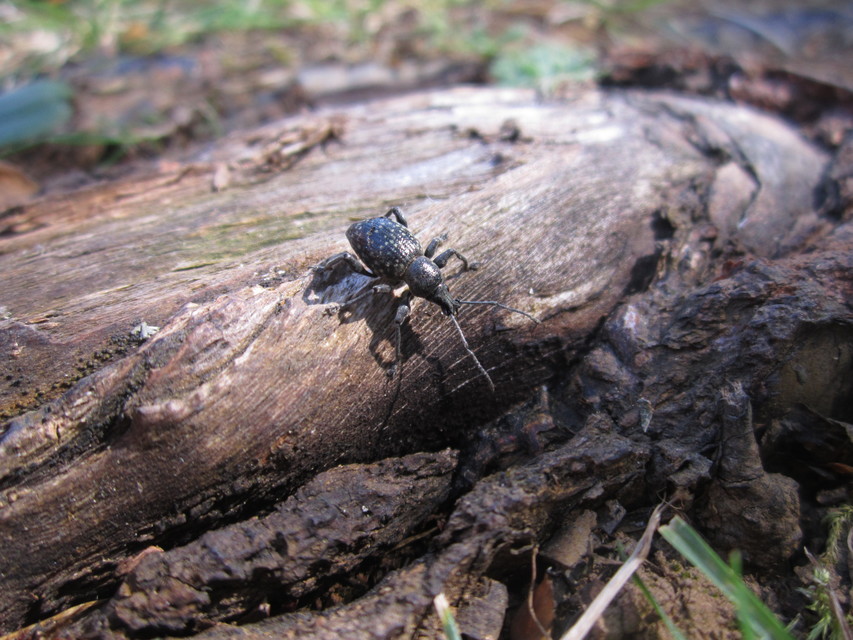 Otiorhynchus multipunctatus - sokpontos gyalogormányos