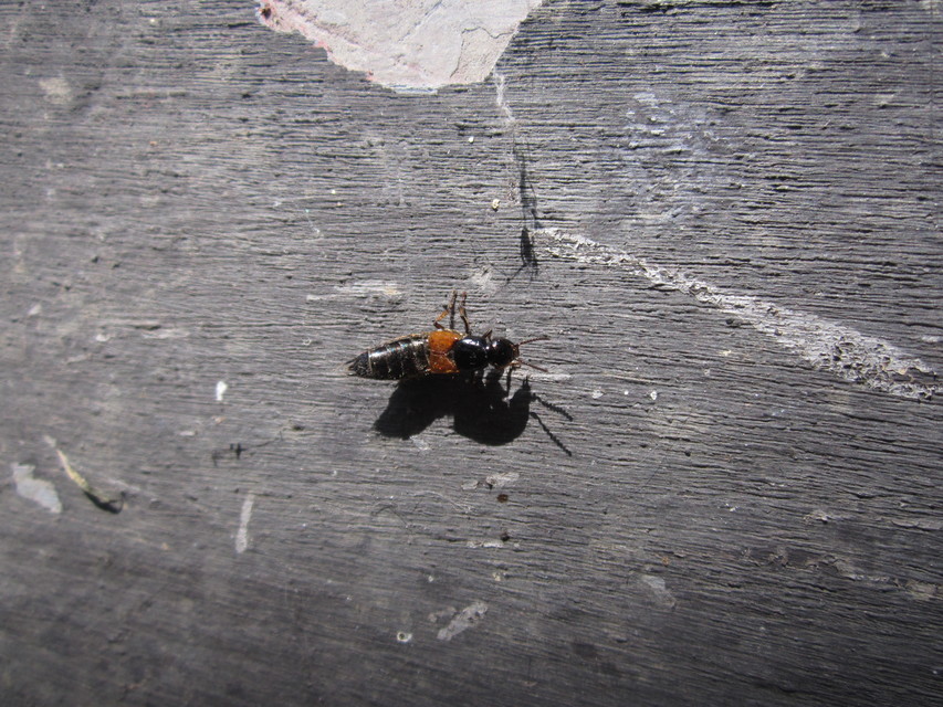 Philonthus spinipes - töviseslábú ganajholyva