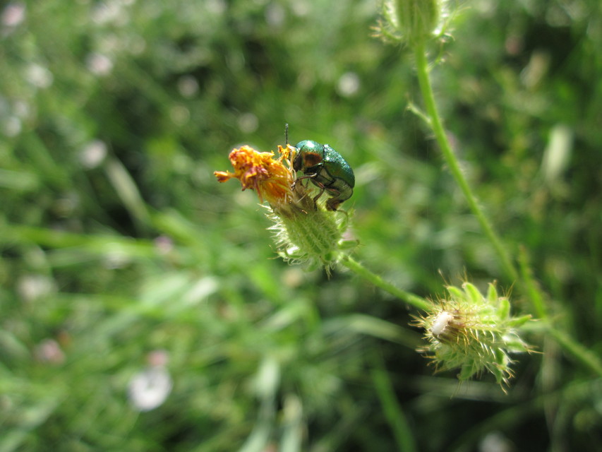 Cryptocephalus