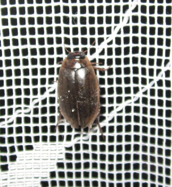 Rhantus suturalis - gyakori particsíkbogár