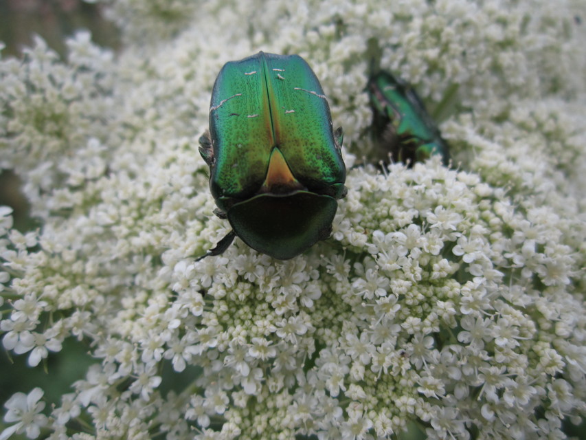 Cetonia aurata - aranyos virágbogár