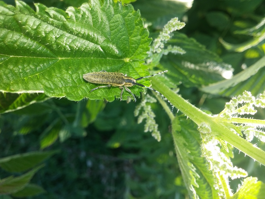 Agapanthia villosoviridescens - fehérgyűrűs bogáncscincér