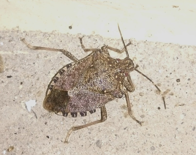 Halyomorpha halys - ázsiai márványospoloska