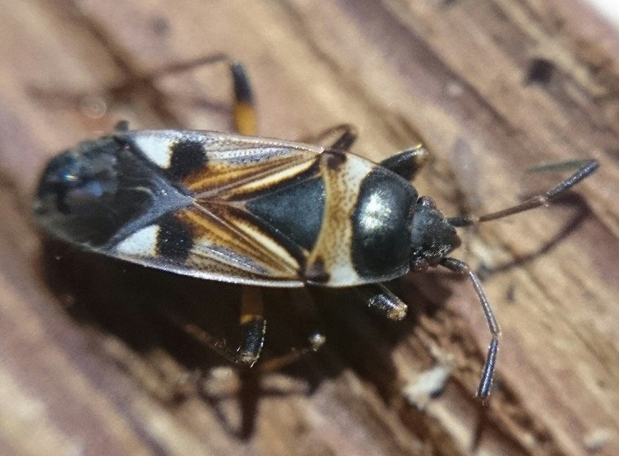 Raglius alboacuminatus - tarka díszesbodobács