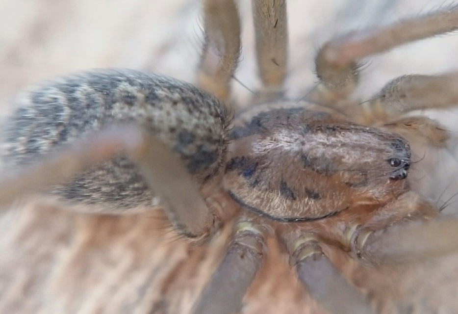 Eratigena agrestis - réti zugpók