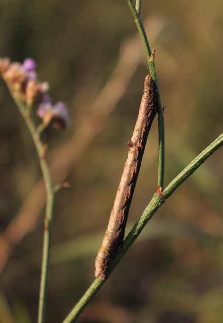 Ascotis selenaria - holdas faaraszoló