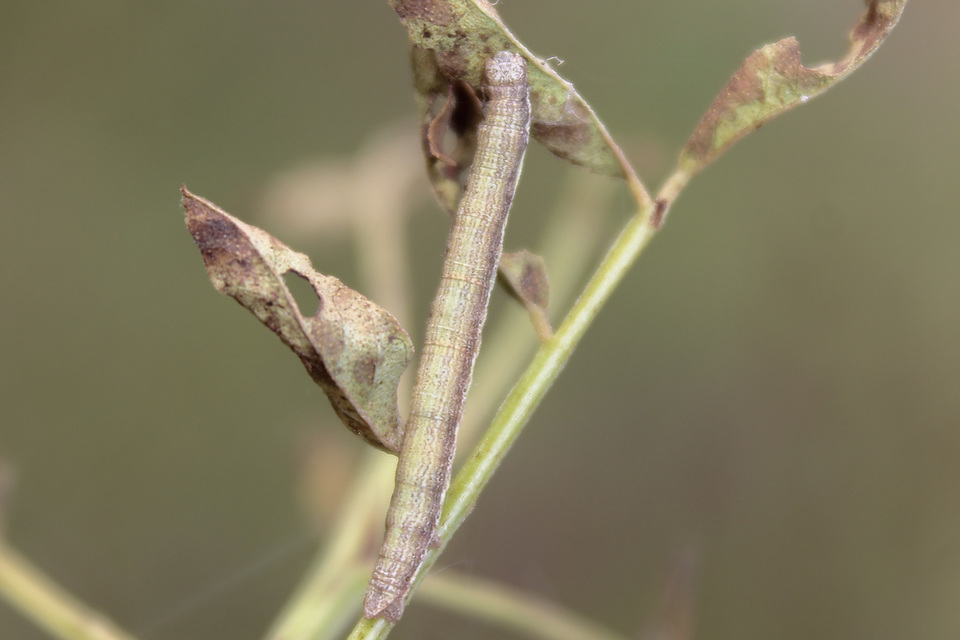 Ematurga atomaria - barna rétiaraszoló