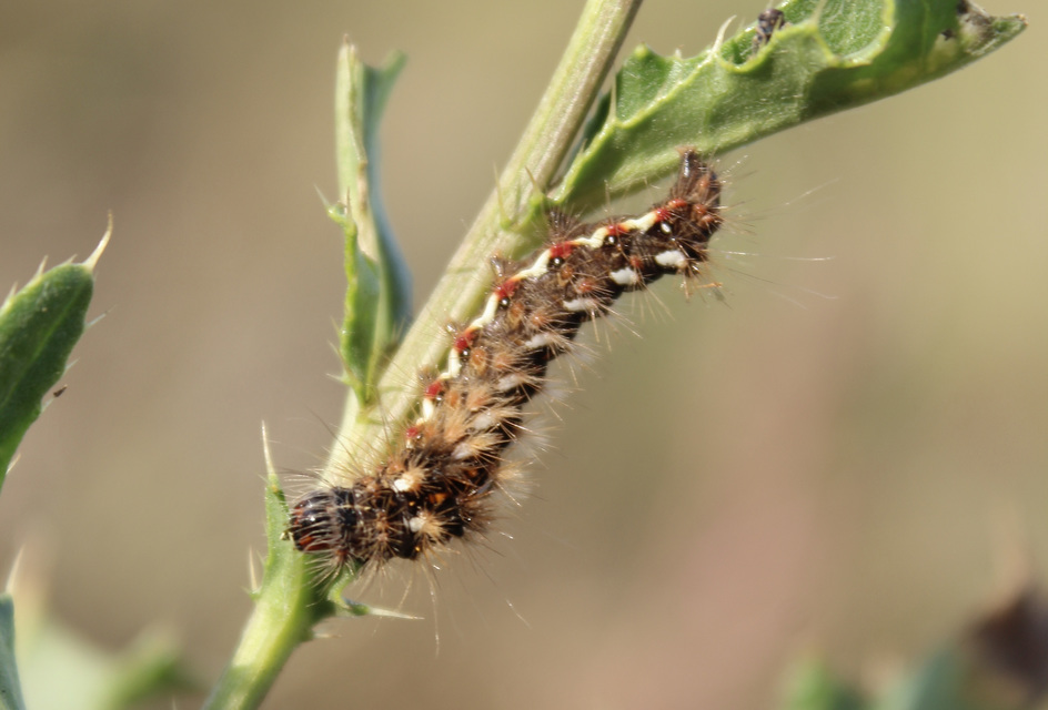 Acronicta rumicis - sóska-szigonyosbagoly Acronicta rumicis - sóska-szigonyosbagoly