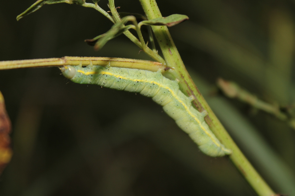 Lacanobia oleracea - saláta-kertibagoly