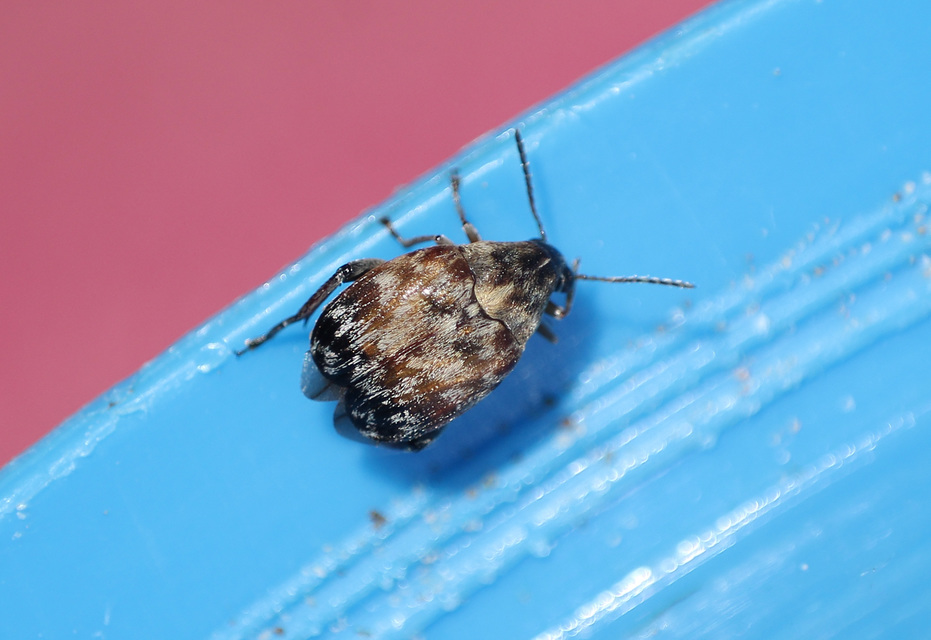 Megabruchidius dorsalis - foltoshátú lepényfazsizsik