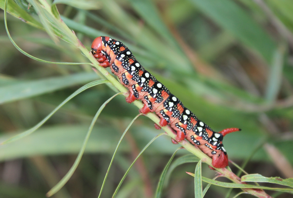Hyles euphorbiae - kutyatejszender
