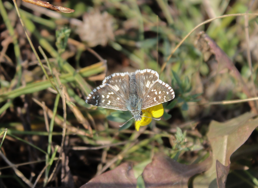 Pyrgus armoricanus - feles busalepke