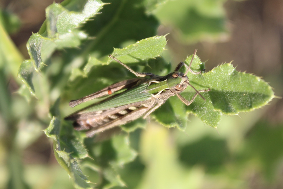 Omocestus rufipes - vöröshasú tarlósáska