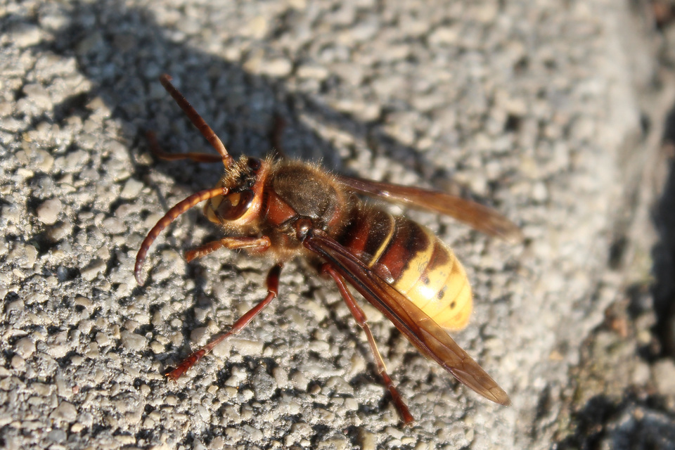 Vespa crabro - lódarázs