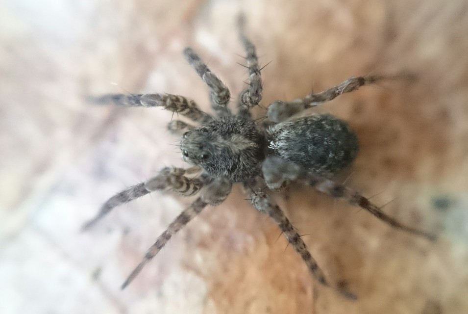 Pardosa hortensis