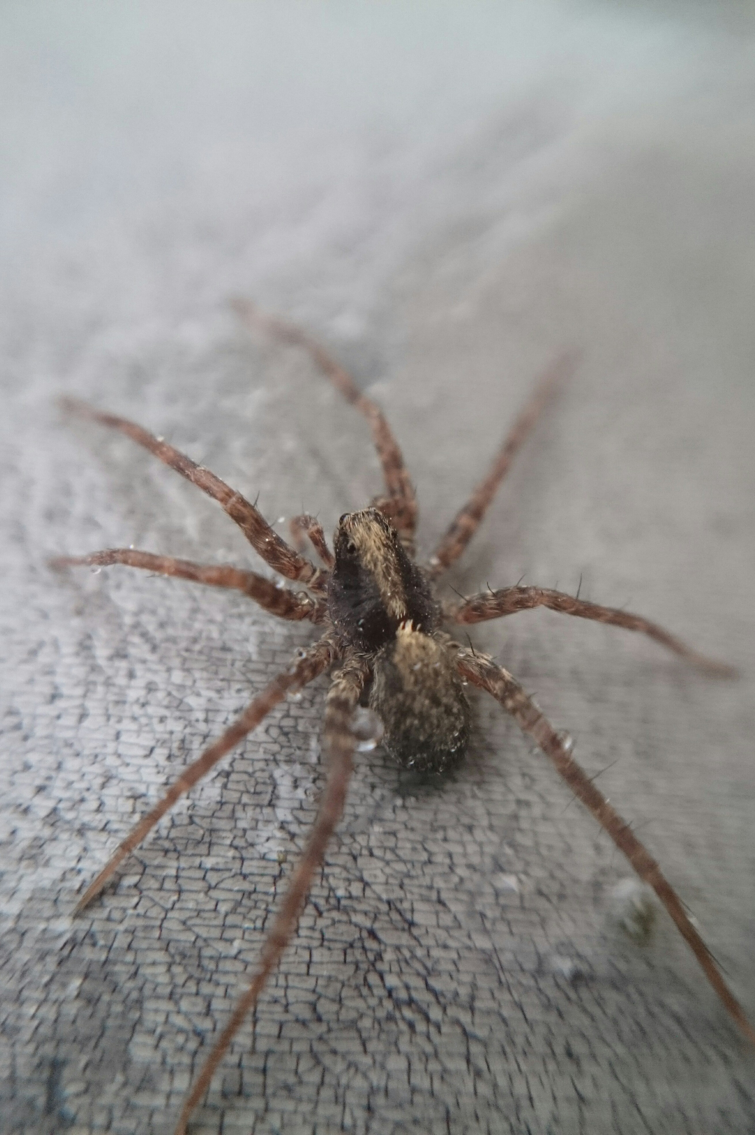 Pardosa lugubris - gyászfarkaspók