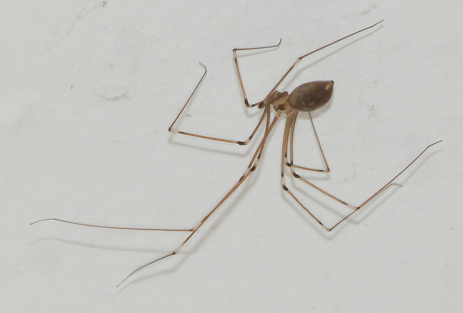 Pholcus phalangioides - nagy álkaszáspók Pholcus phalangioides - nagy álkaszáspók