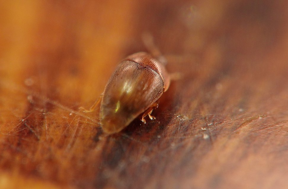 Sericoderus lateralis - selymes pontbogár Sericoderus lateralis - selymes pontbogár