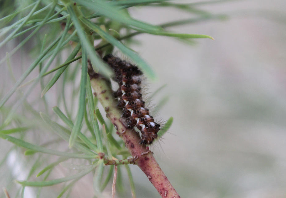 Acronicta rumicis - sóska-szigonyosbagoly Acronicta rumicis - sóska-szigonyosbagoly