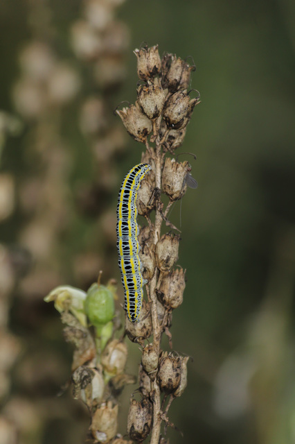 Calophasia lunula - gyújtoványfű-apróbagoly