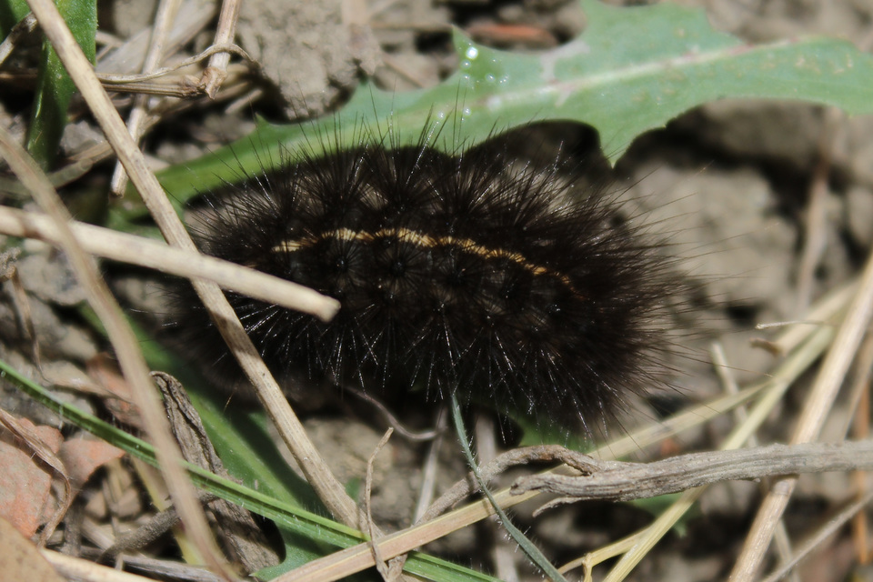 Spilosoma