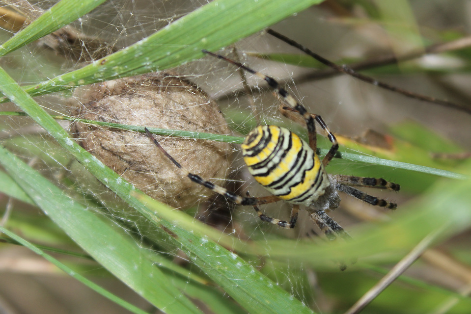 Argiope bruennichi - darázspók