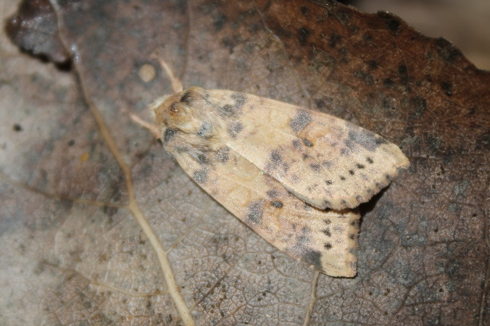 Cirrhia ocellaris - fakó sárgabagoly