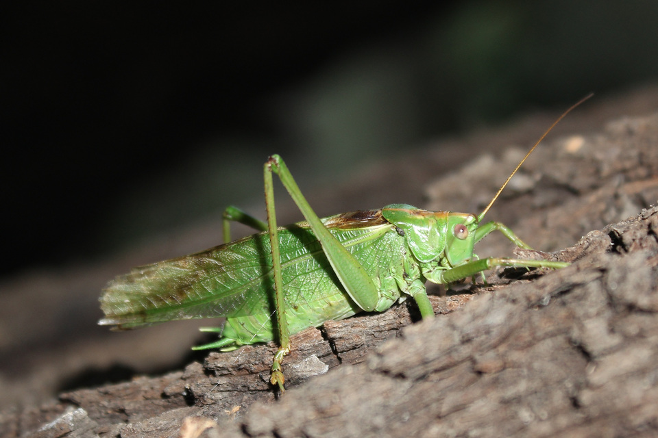 Tettigonia viridissima - zöld lombszöcske