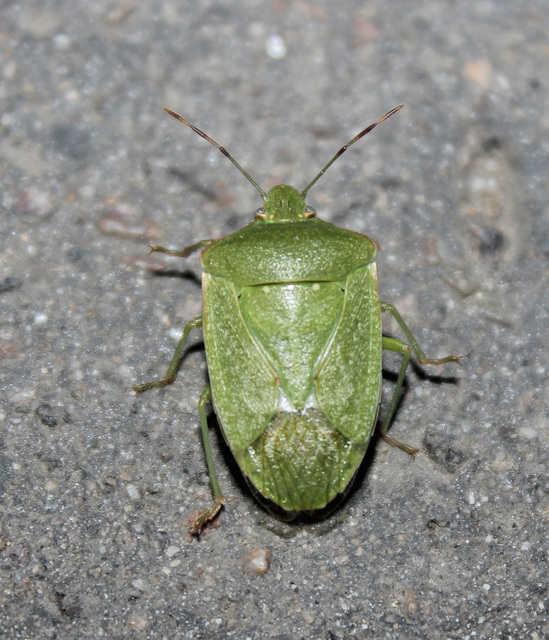 Nezara viridula - zöld vándorpoloska