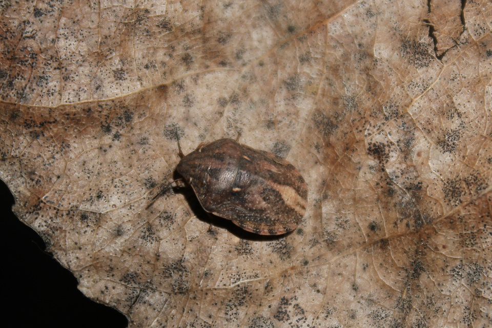 Eurygaster Eurygaster