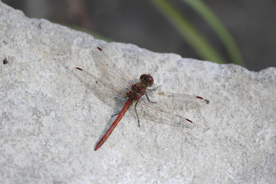 Sympetrum striolatum/vulgatum