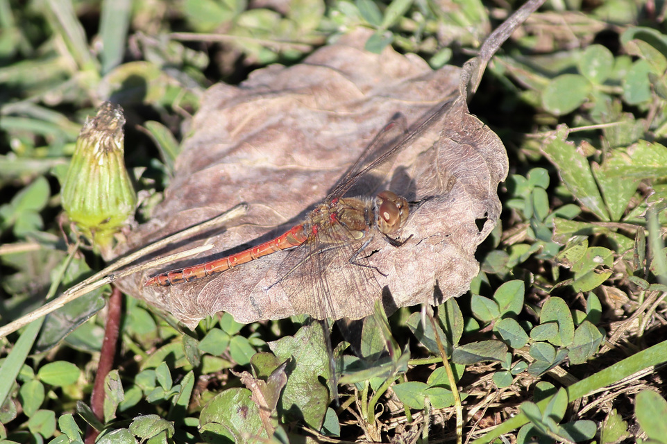 Sympetrum striolatum - harántsávos katona-szitakötő