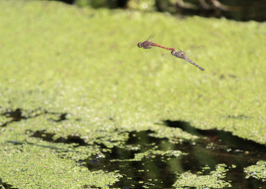 Sympetrum striolatum - harántsávos katona-szitakötő