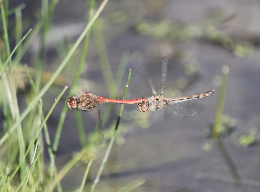 Sympetrum striolatum - harántsávos katona-szitakötő