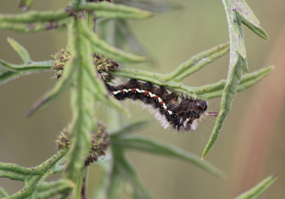 Acronicta rumicis - sóska-szigonyosbagoly Acronicta rumicis - sóska-szigonyosbagoly