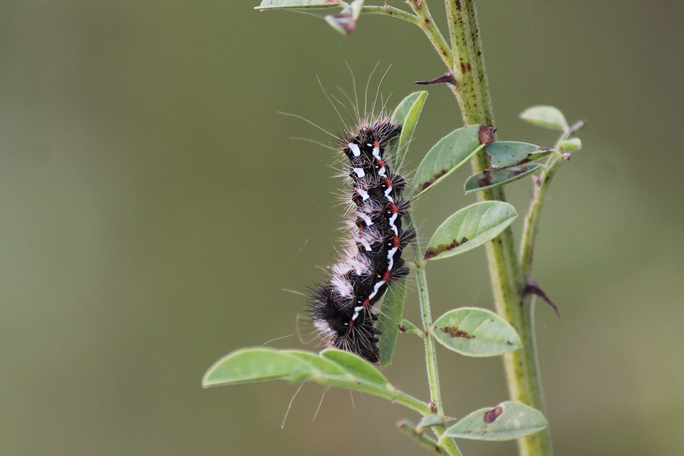 Acronicta rumicis - sóska-szigonyosbagoly Acronicta rumicis - sóska-szigonyosbagoly