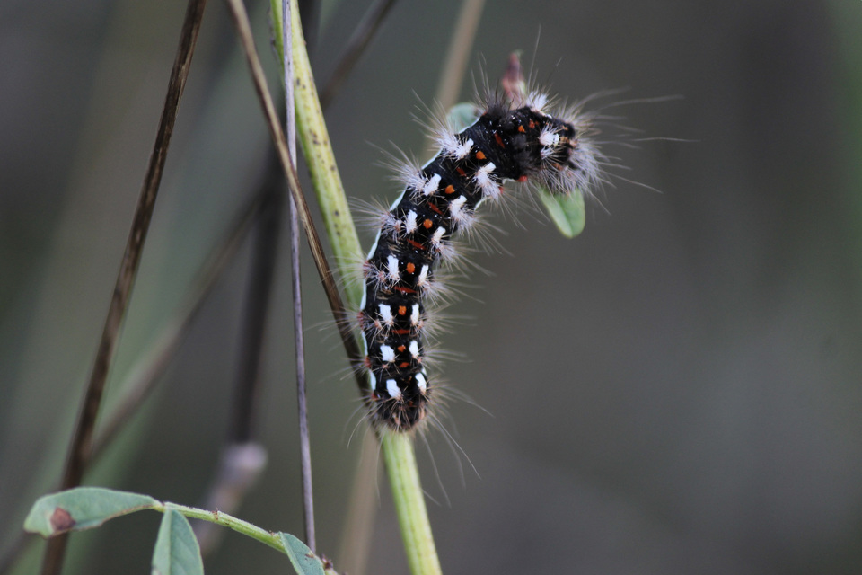 Acronicta rumicis - sóska-szigonyosbagoly Acronicta rumicis - sóska-szigonyosbagoly