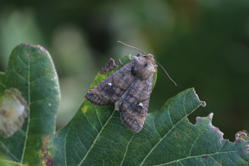 Eupsilia transversa - holdacskás télibagoly