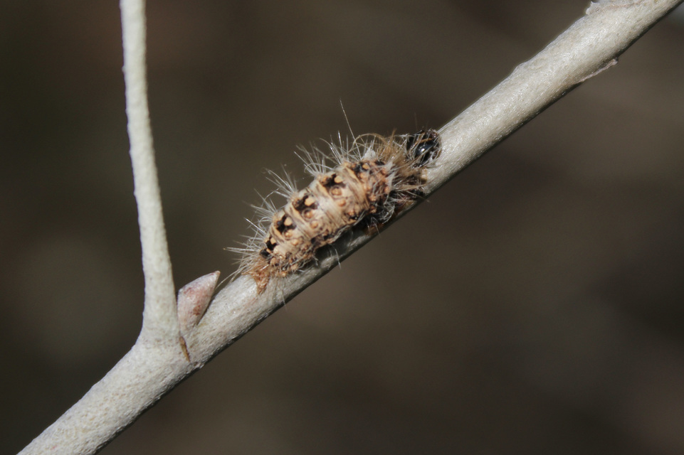Acronicta euphorbiae - kutyatej-szigonyosbagoly