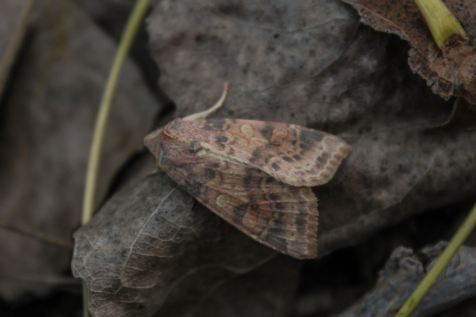 Cirrhia ocellaris - fakó sárgabagoly