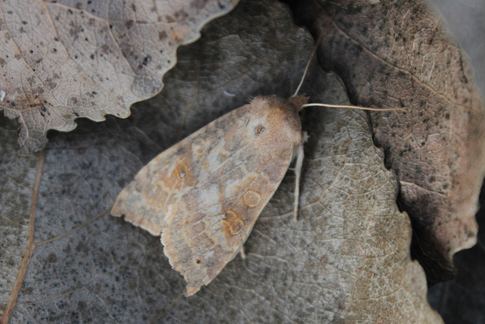 Cirrhia ocellaris - fakó sárgabagoly