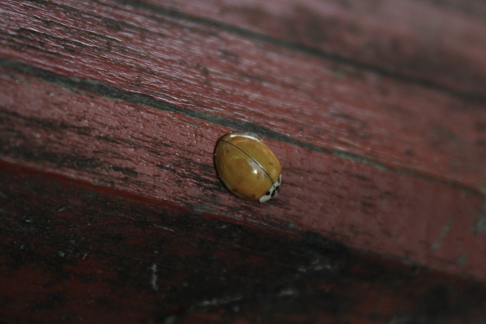 Harmonia axyridis - harlekinkatica