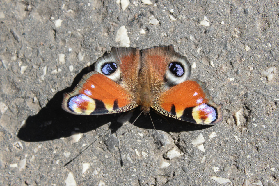 Nymphalis io - nappali pávaszem