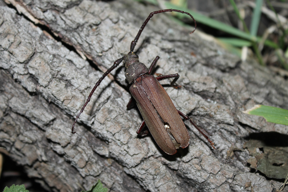 Aegosoma scabricorne - diófacincér
